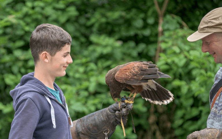 Dartmoor Hawking - One of Britain’s few private falconry centres